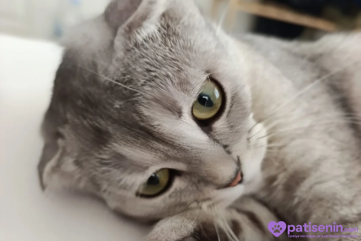 8 aylık british kedi ücretsiz sahiplendirilecek 2