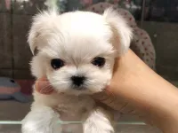 TEACUP EV ORTAMI MALTESEEE