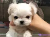 TEACUP EV ORTAMI MALTESEEE