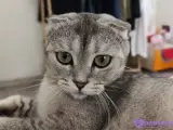 8 aylık british kedi ücretsiz sahiplendirilecek