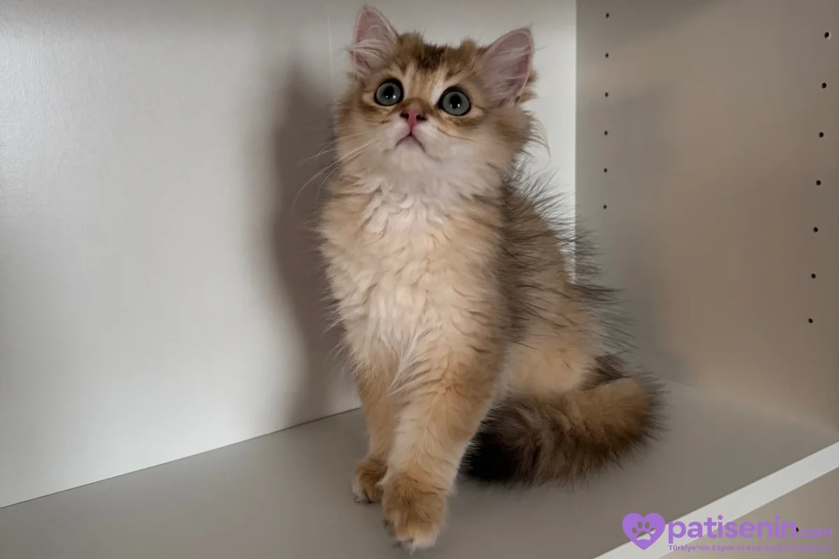 3.5 Aylık safkan golden longhair erkek yavrular 6
