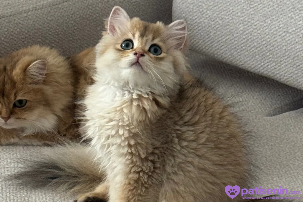 3.5 Aylık safkan golden longhair erkek yavrular 3