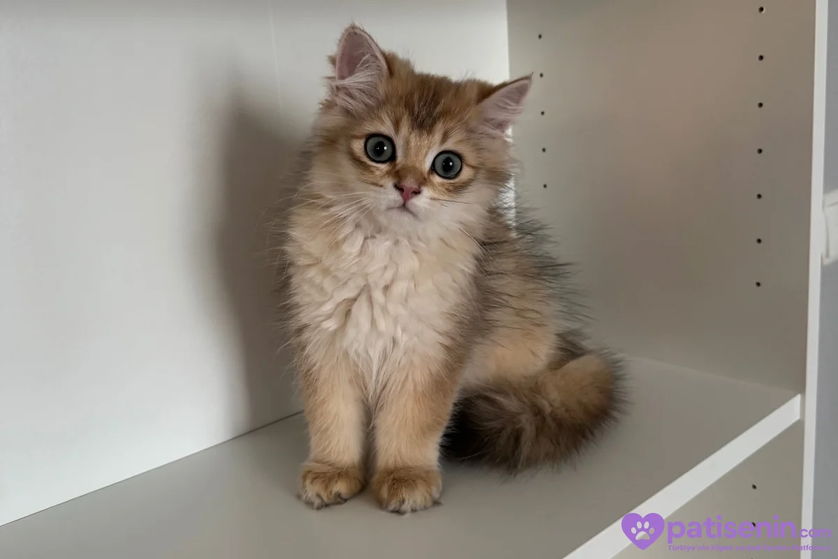 3.5 Aylık safkan golden longhair erkek yavrular 7