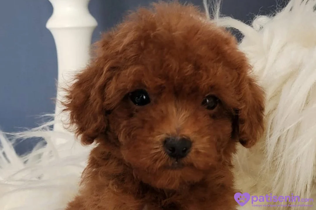 Veteriner teknikerinden şirin Poodle yavru 1