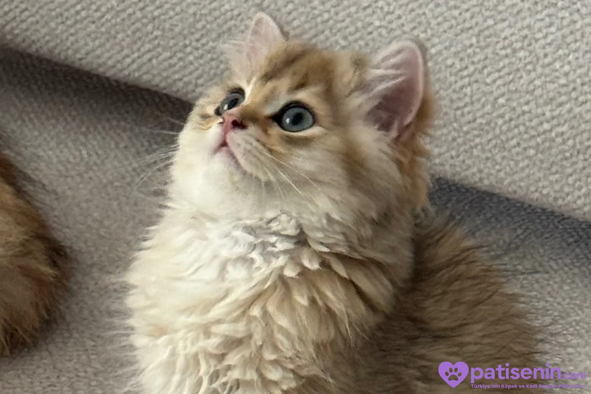 3.5 Aylık safkan golden longhair erkek yavrular 4