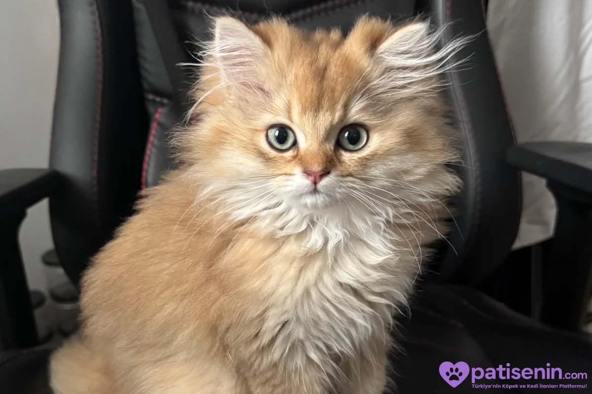 3.5 Aylık safkan golden longhair erkek yavrular 1