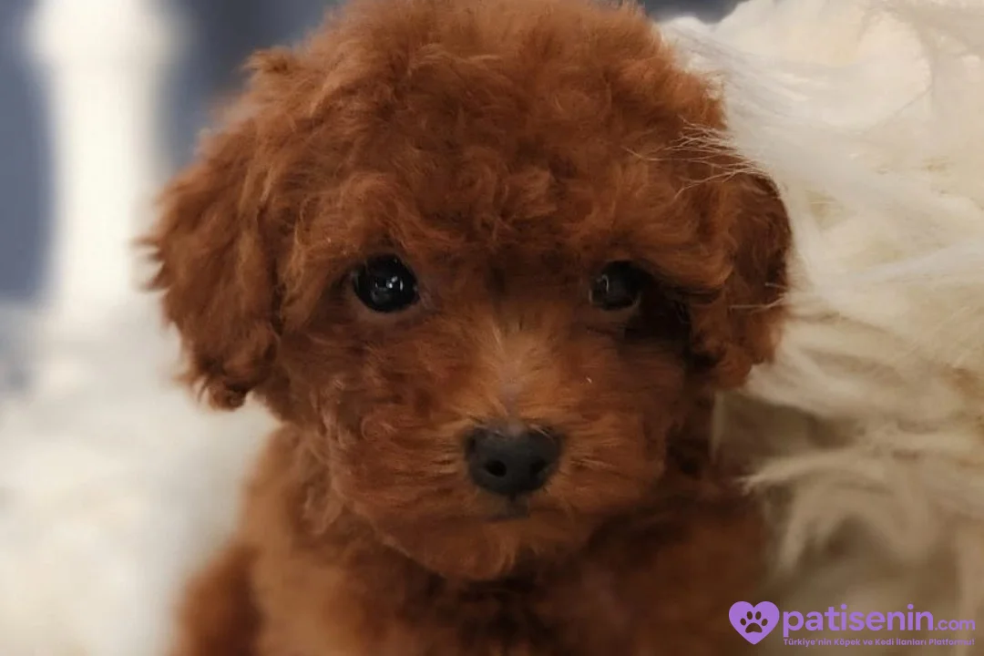 Veteriner teknikerinden şirin Poodle yavru 3
