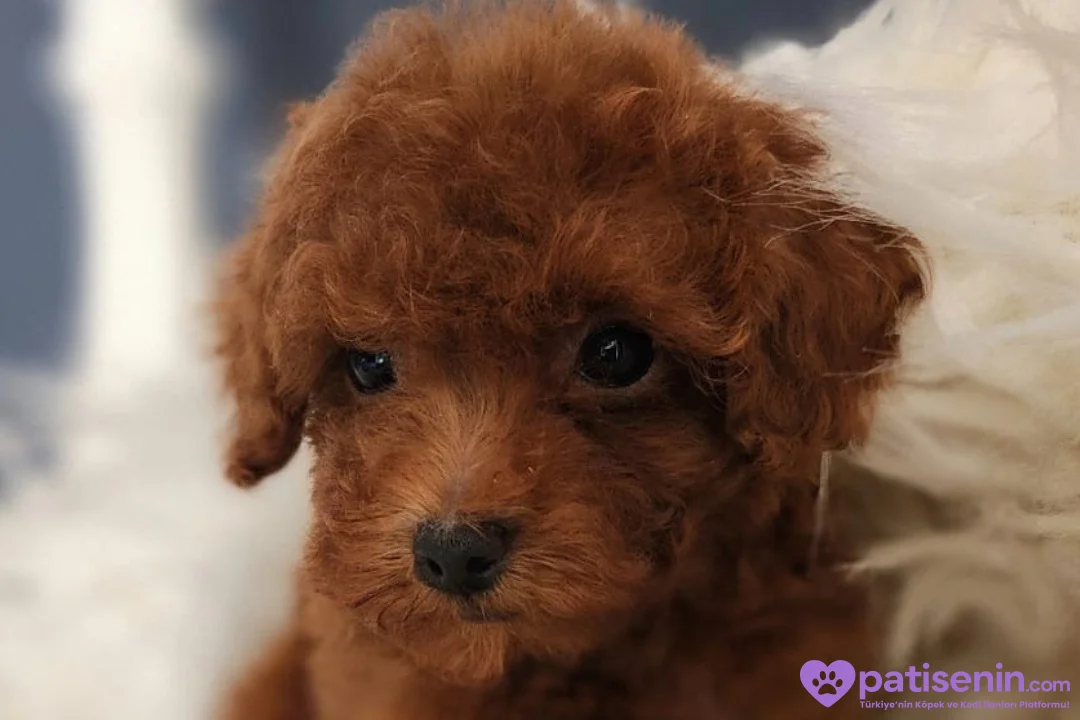 Veteriner teknikerinden şirin Poodle yavru 2