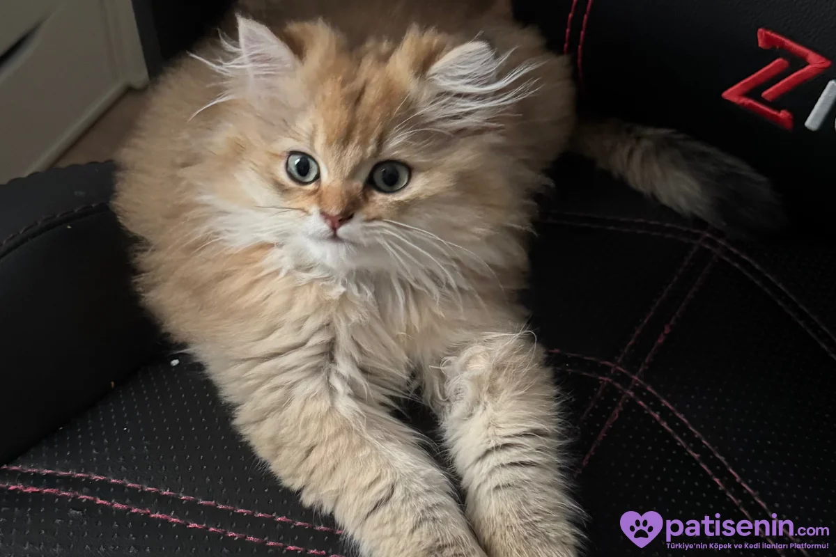 3.5 Aylık safkan golden longhair erkek yavrular 5