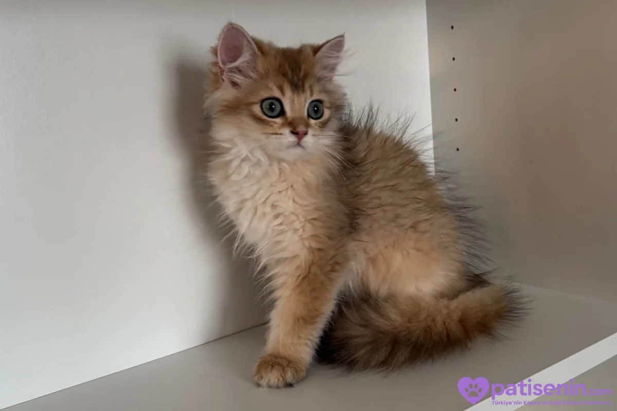 3.5 Aylık safkan golden longhair erkek yavrular 8