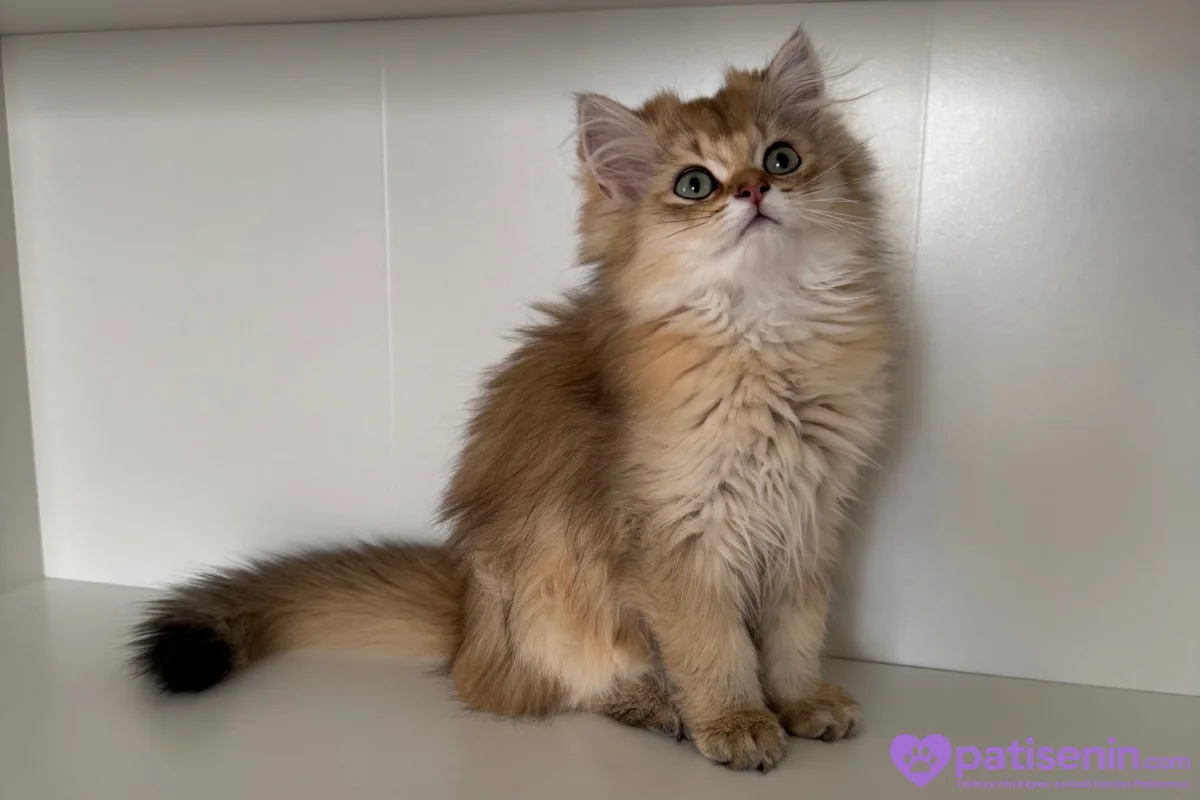 3.5 Aylık safkan golden longhair erkek yavrular 9
