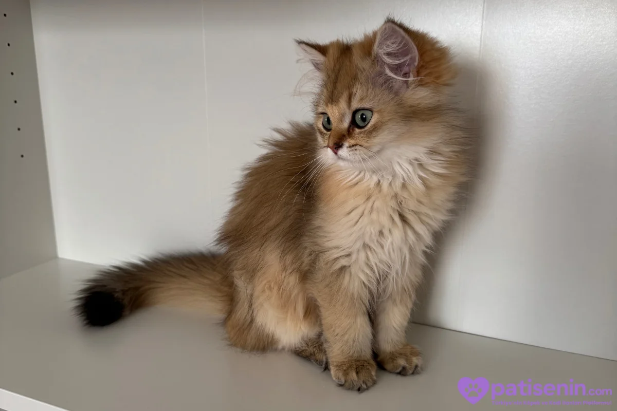 3.5 Aylık safkan golden longhair erkek yavrular 10
