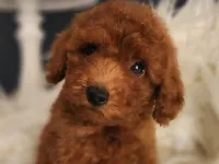 Veteriner teknikerinden ırk ve sağlık garantili Toy Poodle