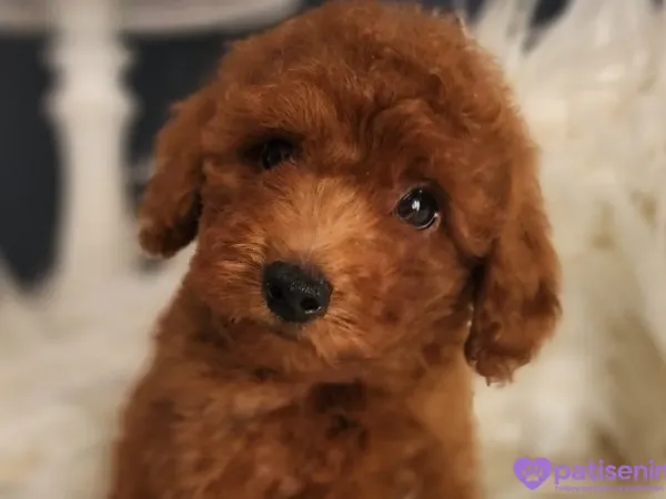 Veteriner teknikerinden ırk ve sağlık garantili Toy Poodle