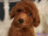 Veteriner teknikerinden ırk ve sağlık garantili Toy Poodle