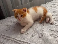 Sevimli Scottish Fold Kedimiz