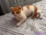 Sevimli Scottish Fold Kedimiz