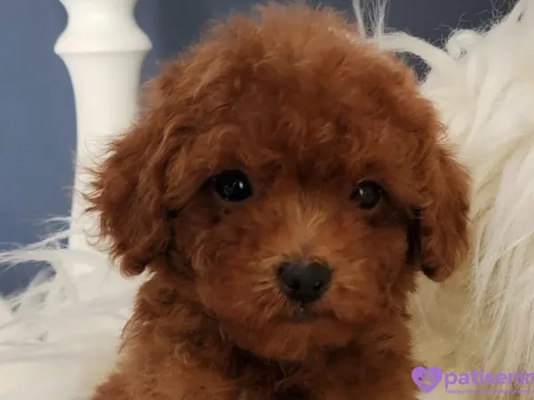 Veteriner teknikerinden şirin Poodle yavru