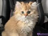 3.5 Aylık safkan golden longhair erkek yavrular