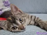 2 aylık Tekir