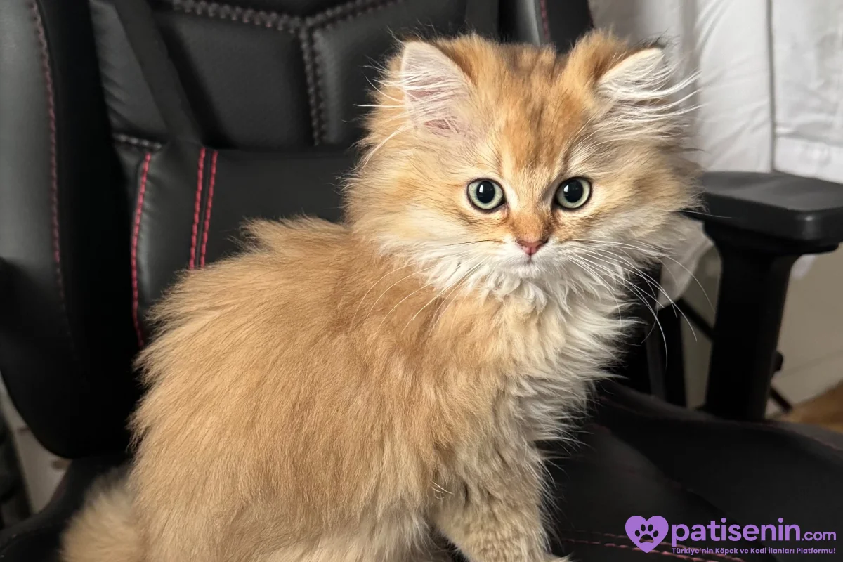 3.5 Aylık safkan golden longhair erkek yavrular 2