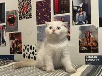 Scottish fold x British shorthair