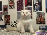 Scottish fold x British shorthair
