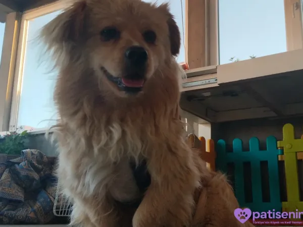 2 yaşında erkek melez köpeğimize eş arıyoruz
