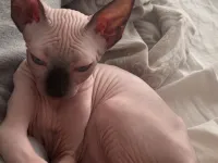 3 AYLIK DİŞİ SFENKS