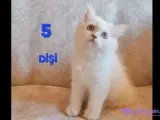 PAMUK ŞEKERLERİM🥰🍭