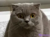 Safkan Scottish Fold Dişi Lilac