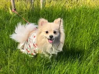 7 aylık pomerian