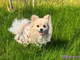 7 aylık pomerian