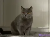4 yaşında british shorthair