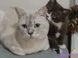 1 yaşında Britihs shorthair