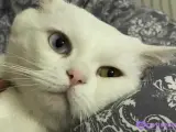 3 yaşında vanlı pamuk bey