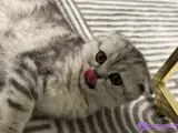 Sevimli British Shorthair Kedimiz