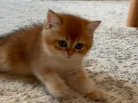 British short hair golden