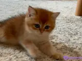 British short hair golden