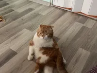 Sevimli Scottish Fold Yavrumuz