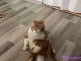 Sevimli Scottish Fold Yavrumuz