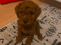 Sağlıklı, 1 buçuk aylık erkek poodle yavruları