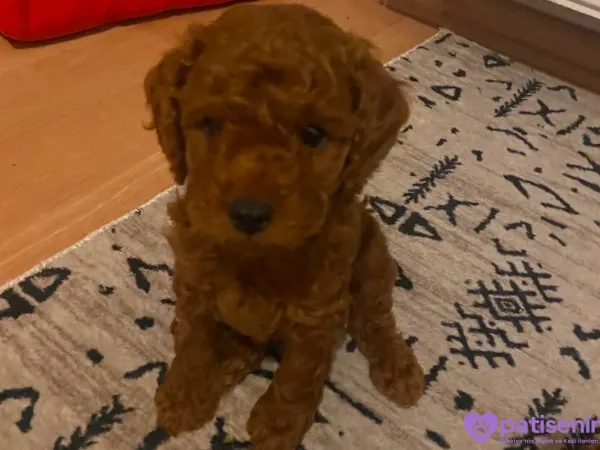 Sağlıklı, 1 buçuk aylık erkek poodle yavruları