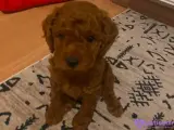 Sağlıklı, 1 buçuk aylık erkek poodle yavruları