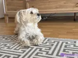 3 yaşında Morki Boyozumuzu çifleştirmek istiyoruz