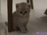 1 buçuk aylık British shorthair dişi kedi