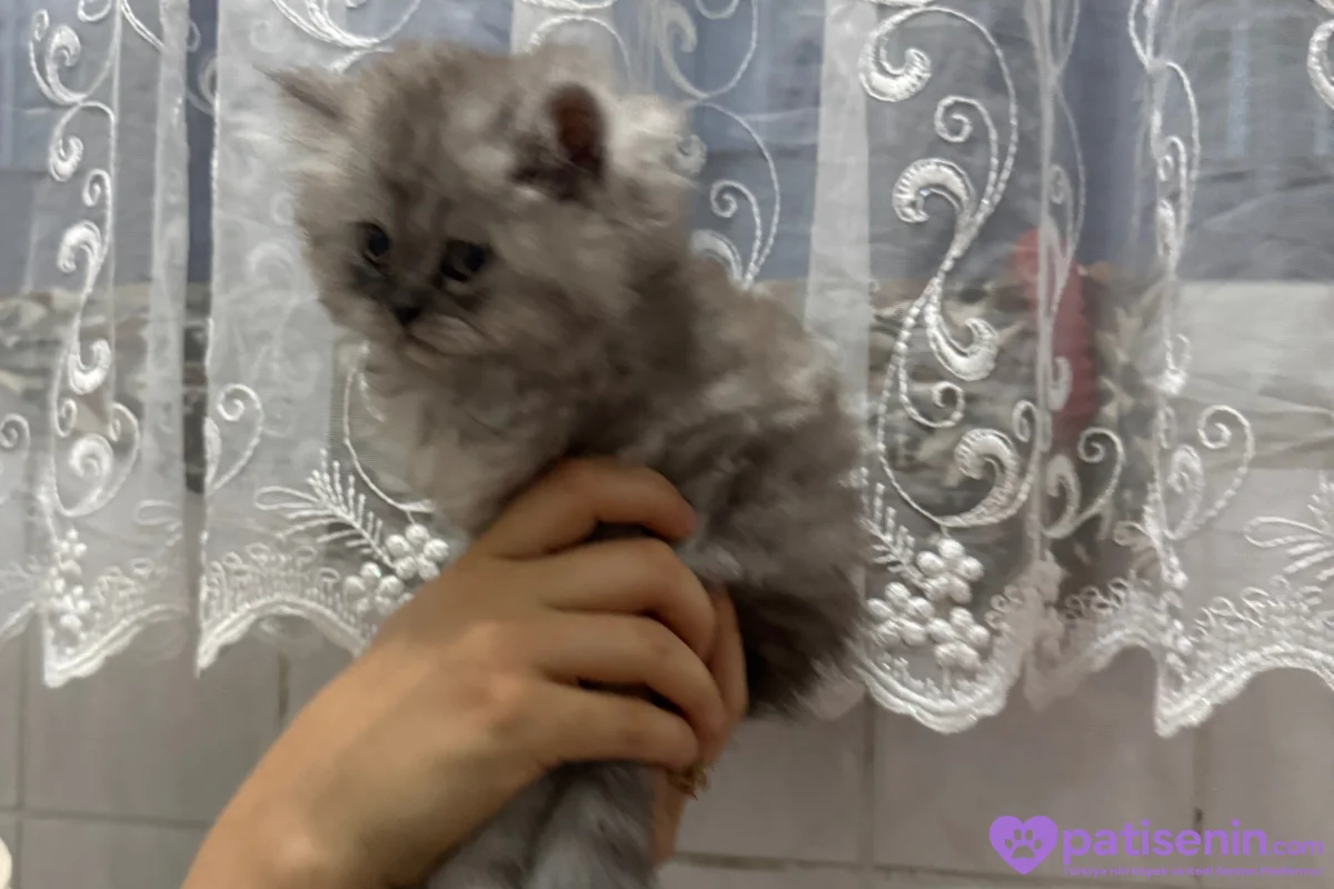 2 aylık yavru chincilla 10