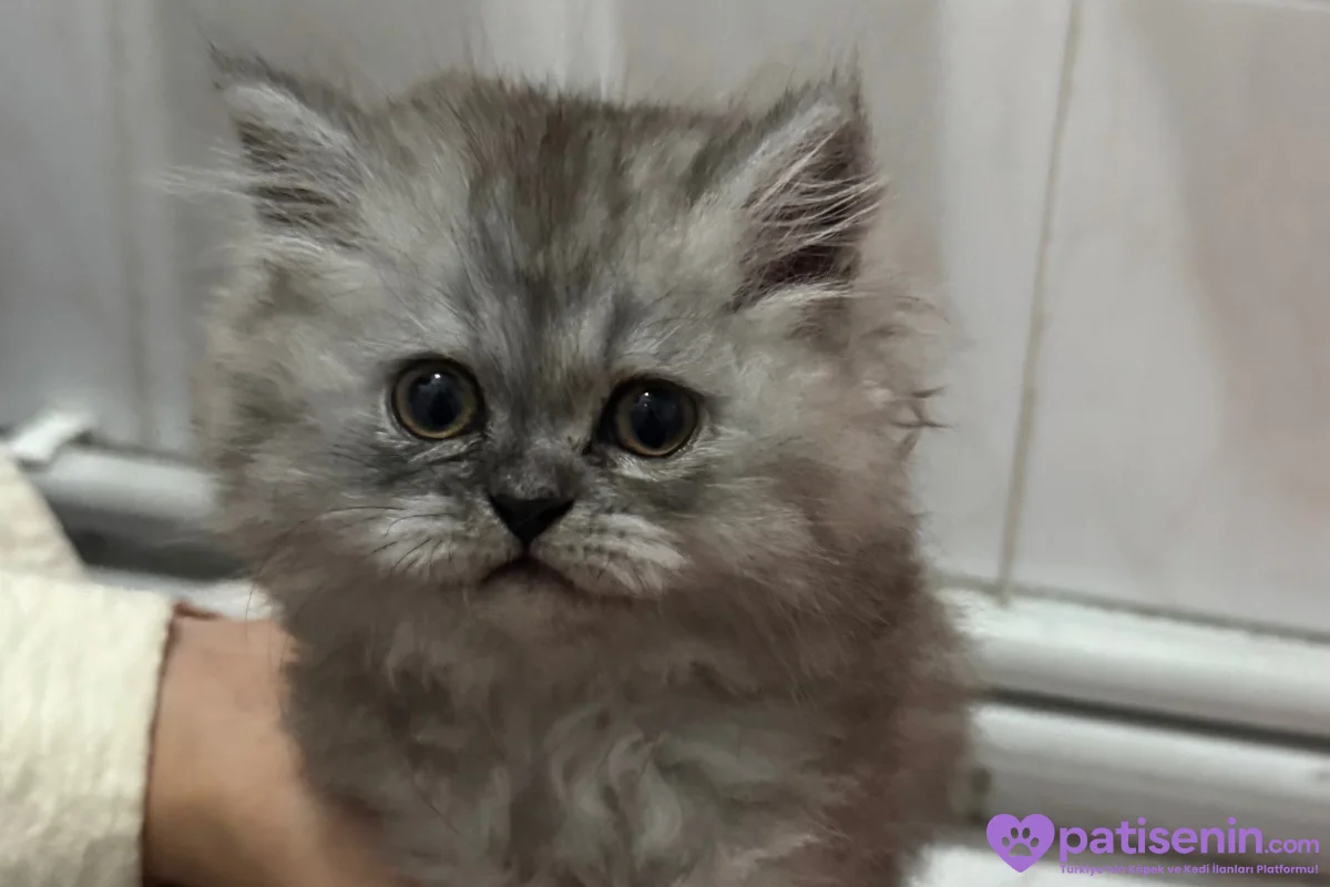 2 aylık yavru chincilla 2