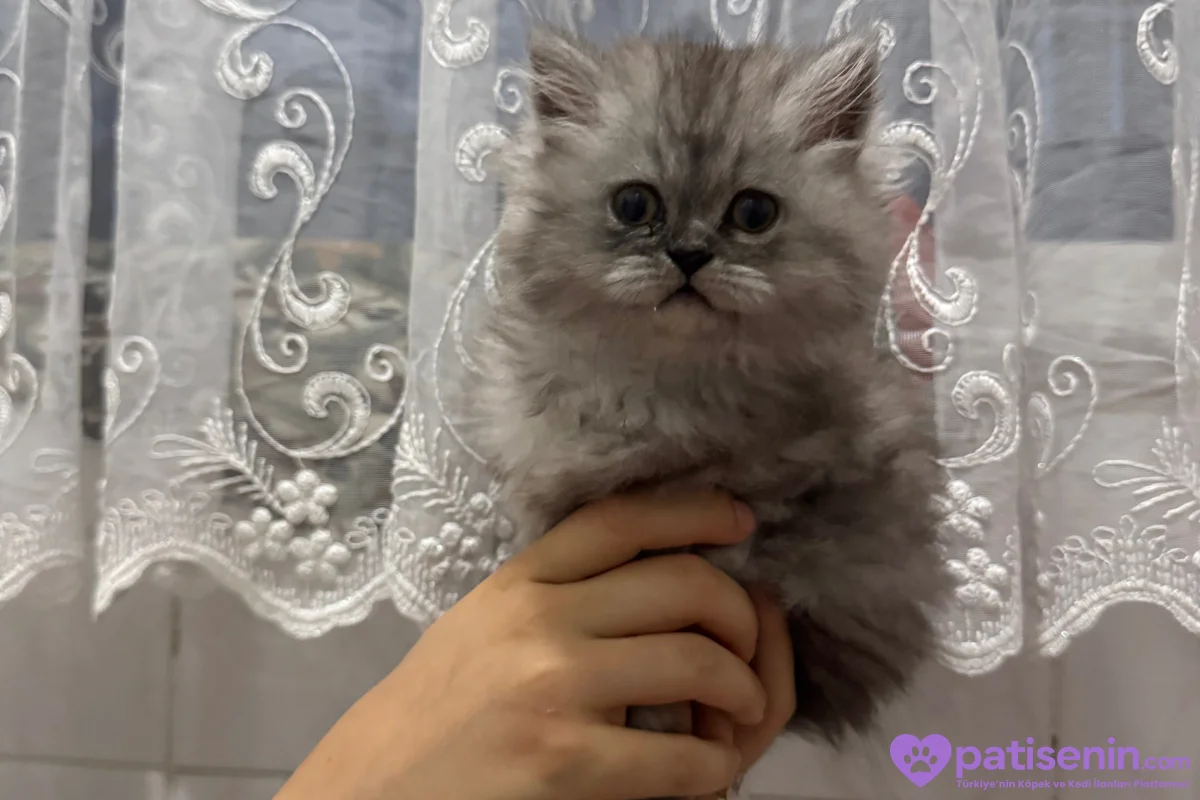 2 aylık yavru chincilla 3