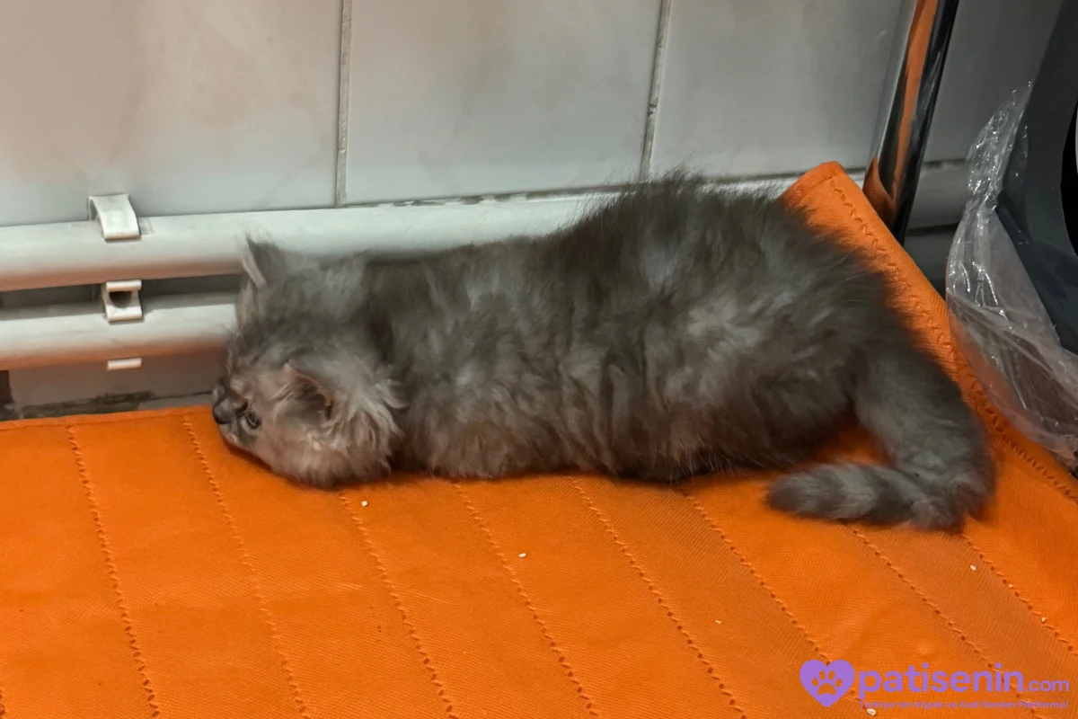 2 aylık yavru chincilla 7
